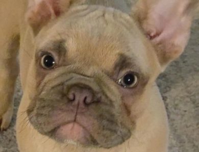 Topaz French Bulldog