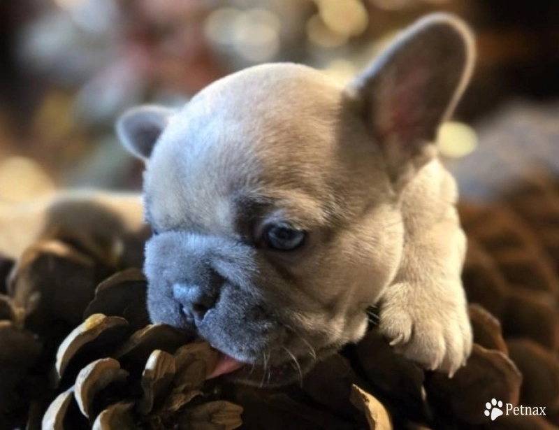 Topaz French Bulldog