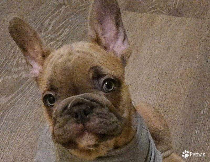 Rock French Bulldog