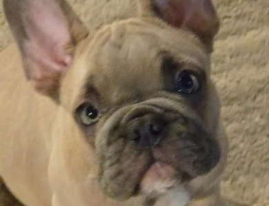 Rock French Bulldog