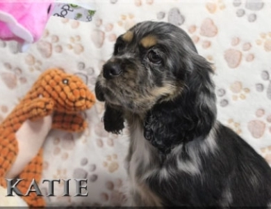 Cavalier King Charles  & Cocker Spaniel