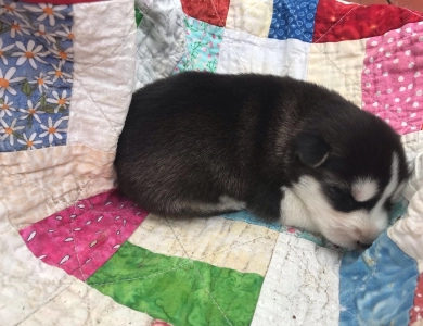 Black/white Male Siberian Husky