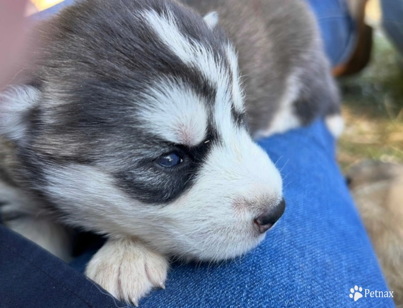 Black/white Male Siberian Husky