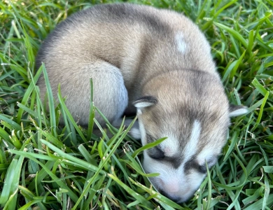 Light sable/white male Siberian Husky