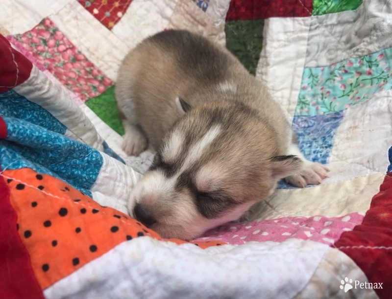 Light sable/white male Siberian Husky