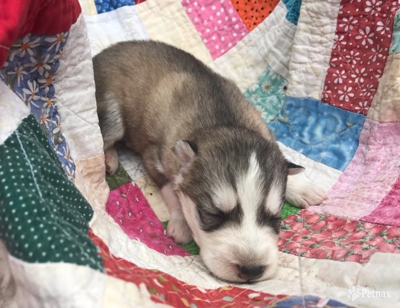 Gray/white male Siberian Husky