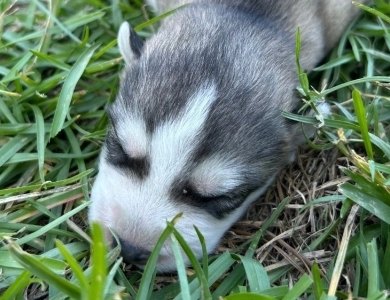 Gray/white male Siberian Husky