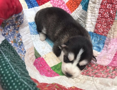 Black/white female Siberian Husky