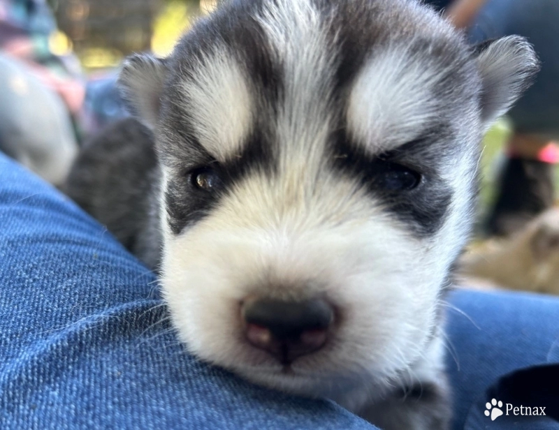 Black/white female Siberian Husky