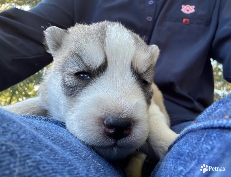 Light sable/white female Siberian Husky