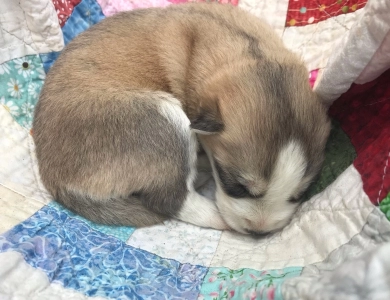 Light sable/white female Siberian Husky