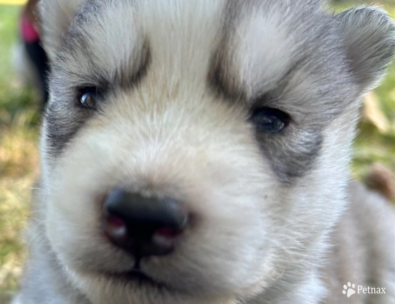 Gray/white female Siberian Husky