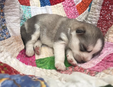 Gray/white female Siberian Husky