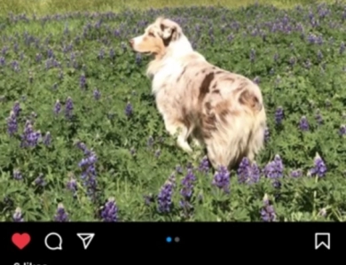 Western Heritage Australian Shepherds 