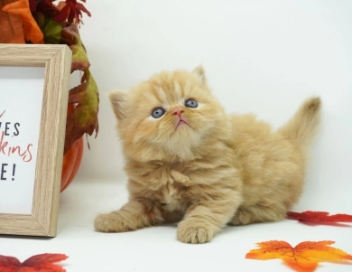 Finn Persian