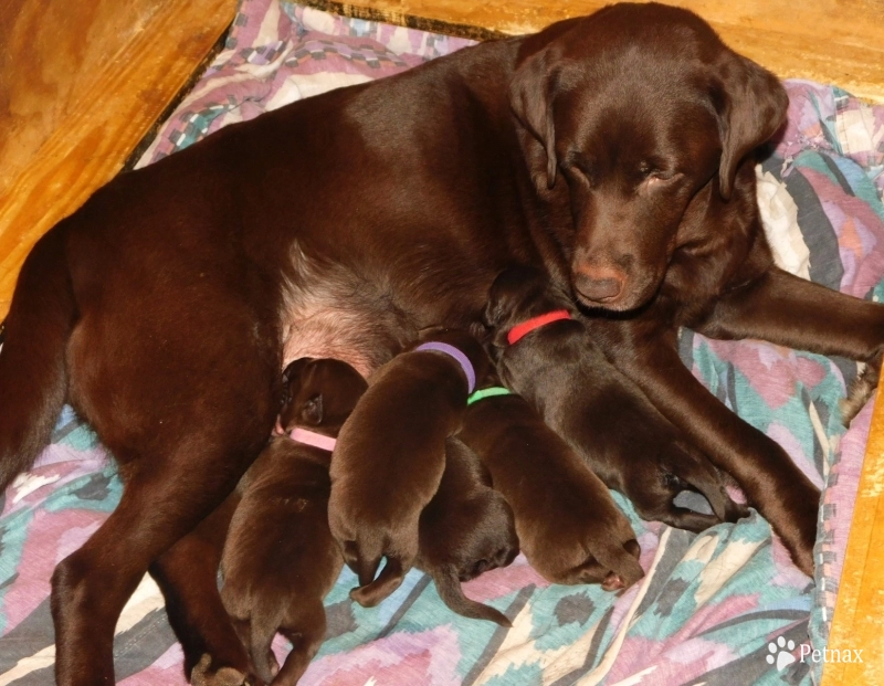 Litter Labrador Retriever