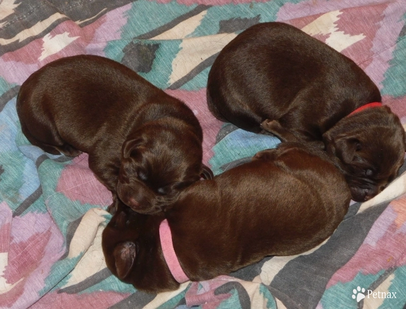 Litter Labrador Retriever