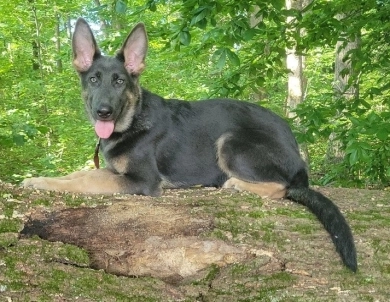 Purple Pups GSD