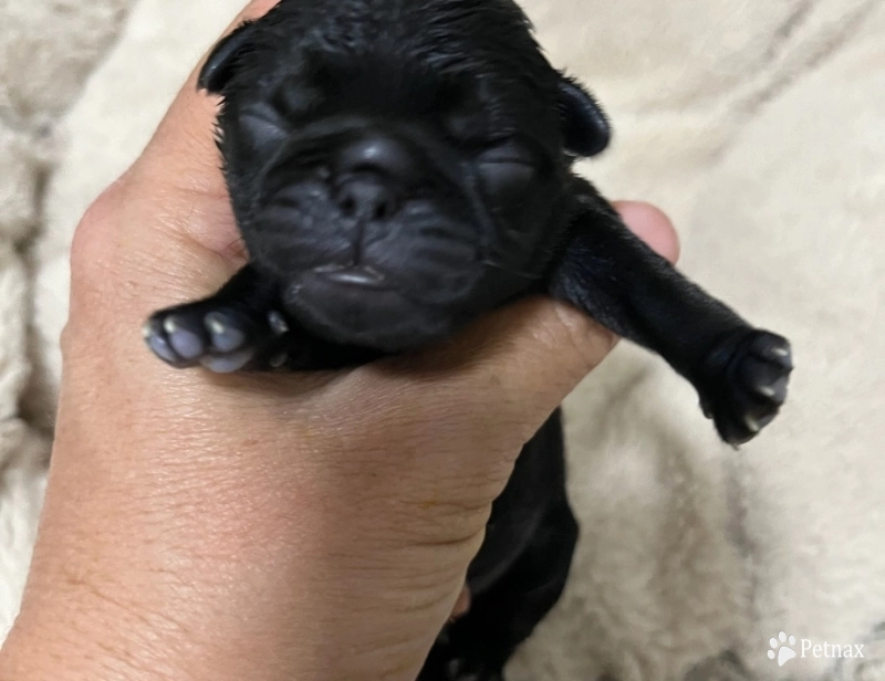 First Black Male Pug