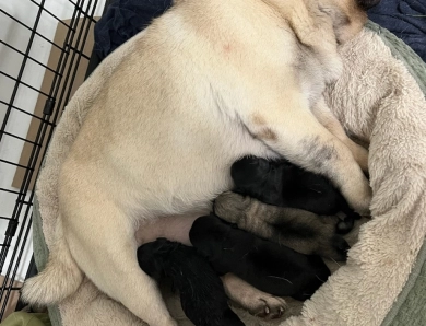 Second Black Male Pug