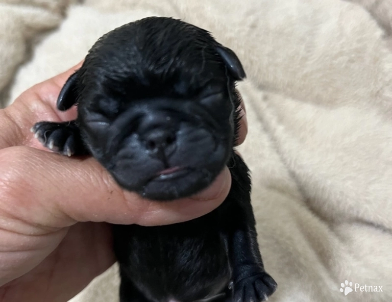 Second Black Male Pug