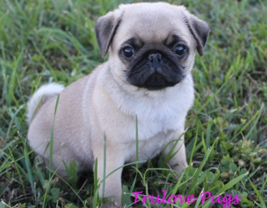 AKC Belle AKC Belle Pug