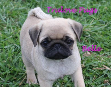 AKC Belle