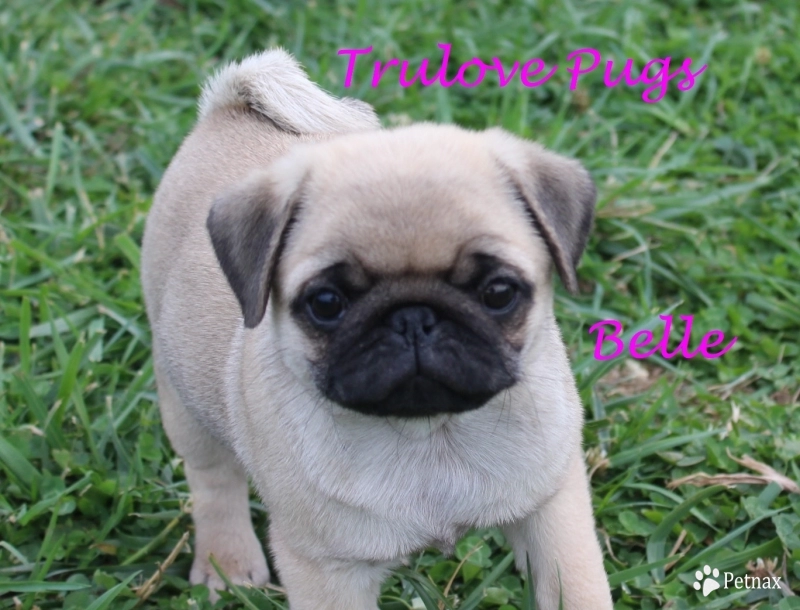AKC Belle Pug