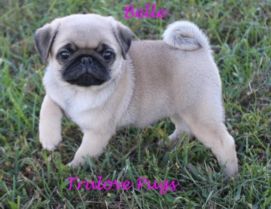 AKC Belle AKC Belle Pug