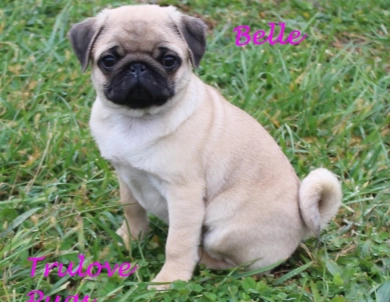 AKC Belle AKC Belle Pug