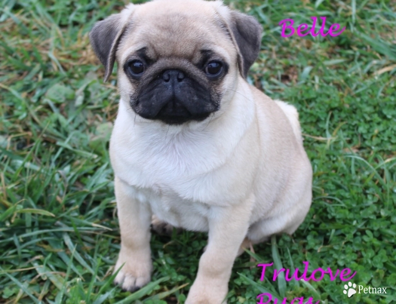 AKC Belle Pug