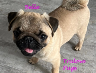 AKC Belle AKC Belle Pug