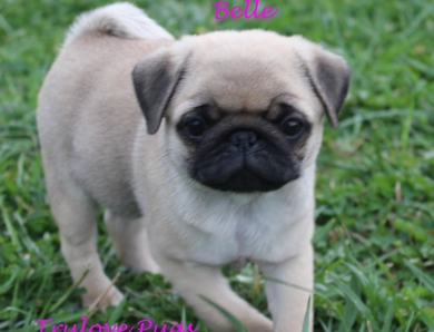 AKC Belle AKC Belle Pug