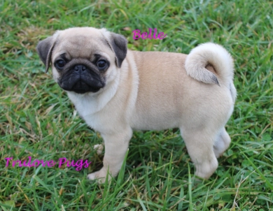 AKC Belle AKC Belle Pug