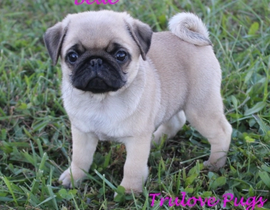 AKC Belle AKC Belle Pug