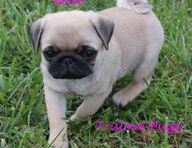 AKC Belle AKC Belle Pug