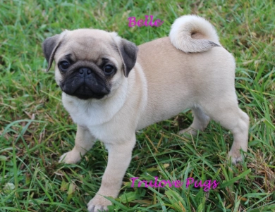 AKC Belle AKC Belle Pug