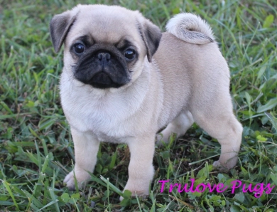 AKC Belle AKC Belle Pug