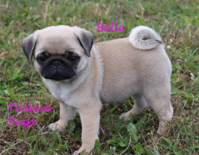AKC Belle AKC Belle Pug