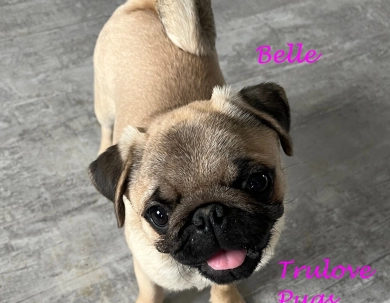 AKC Belle AKC Belle Pug