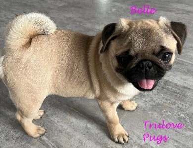 AKC Belle AKC Belle Pug