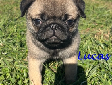 Lucas Pug