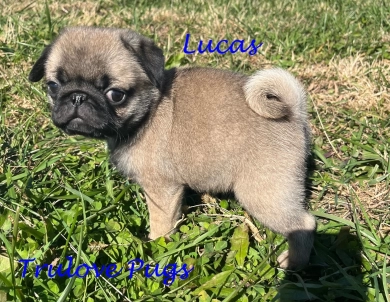Lucas Pug