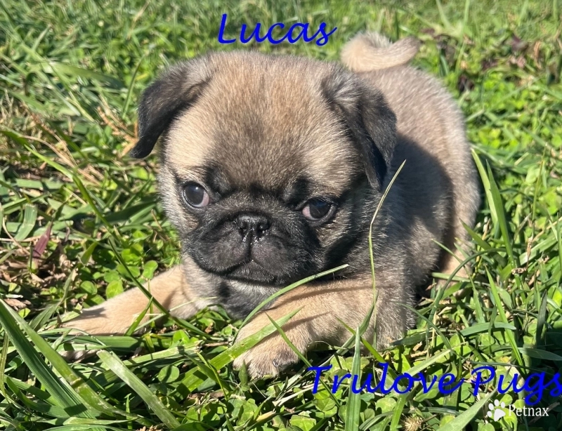 Lucas Pug