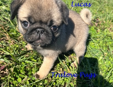 Lucas Pug