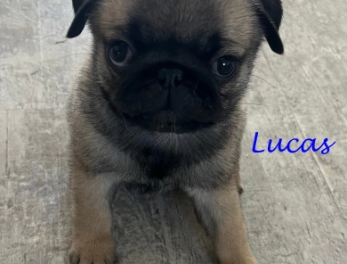 Lucas Pug