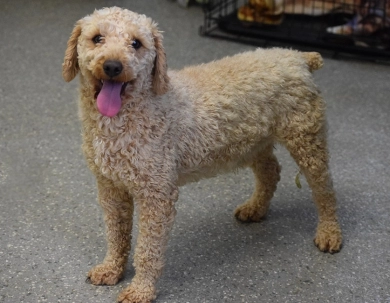 Copper Labradoodle