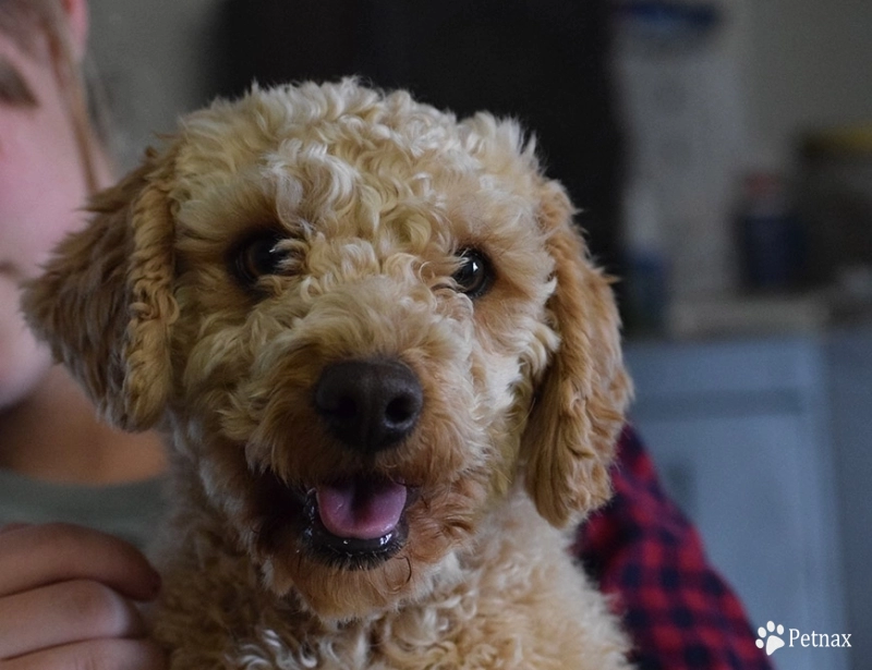 Copper Copper Labradoodle