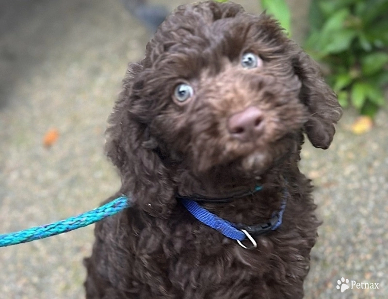 Hershey Hershey Labradoodle