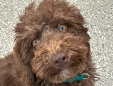 Hershey Labradoodle